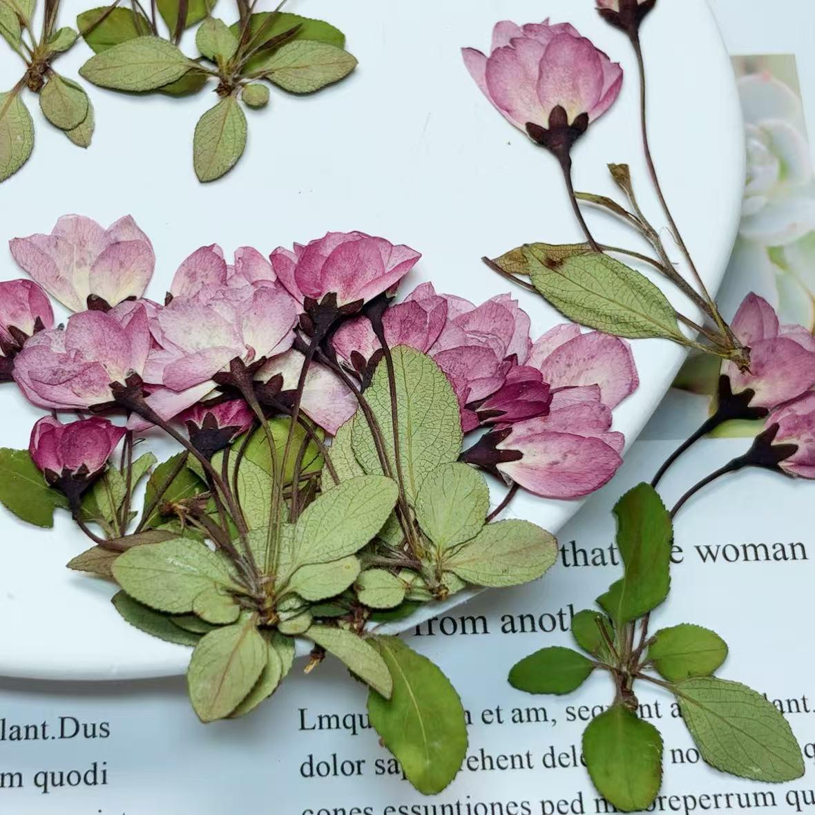Dry flower for resin,6 PCS/Pack,Cherry Blossom dry Flower natural Flower Leaves Preserved Real Wild Flat Leaf Petal purple