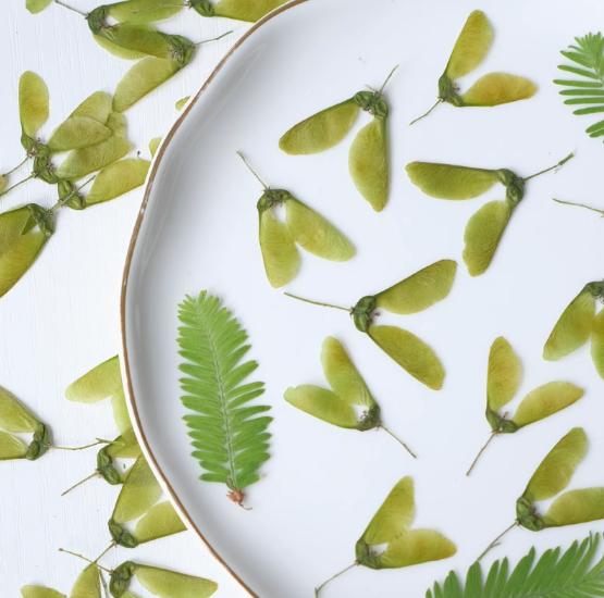 Pressed Maple Fruit: Natural Dried Green Leaves, 12 PCS