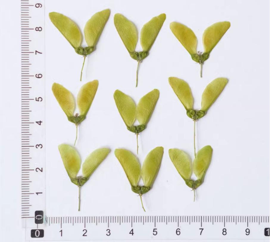 Pressed Maple Fruit: Natural Dried Green Leaves, 12 PCS