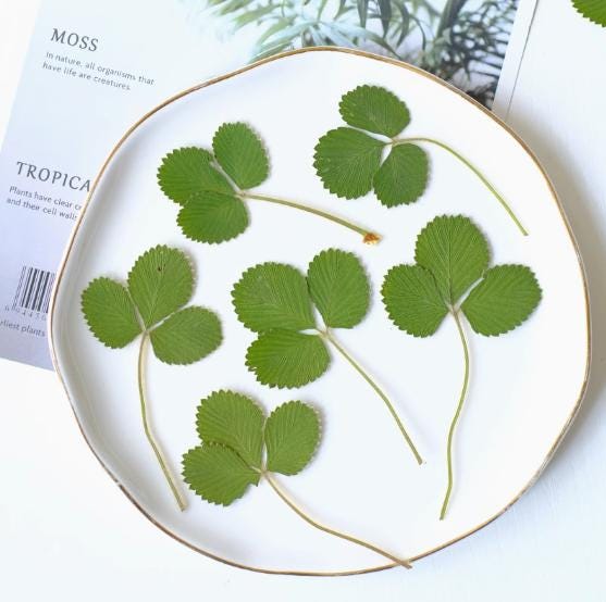 Pressed Strawberry Leaves: Real Green Foliage, Floral Craft (6 PCS/Pack)