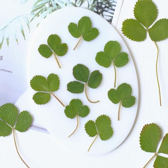 Pressed Strawberry Leaves: Real Green Foliage, Floral Craft (6 PCS/Pack)