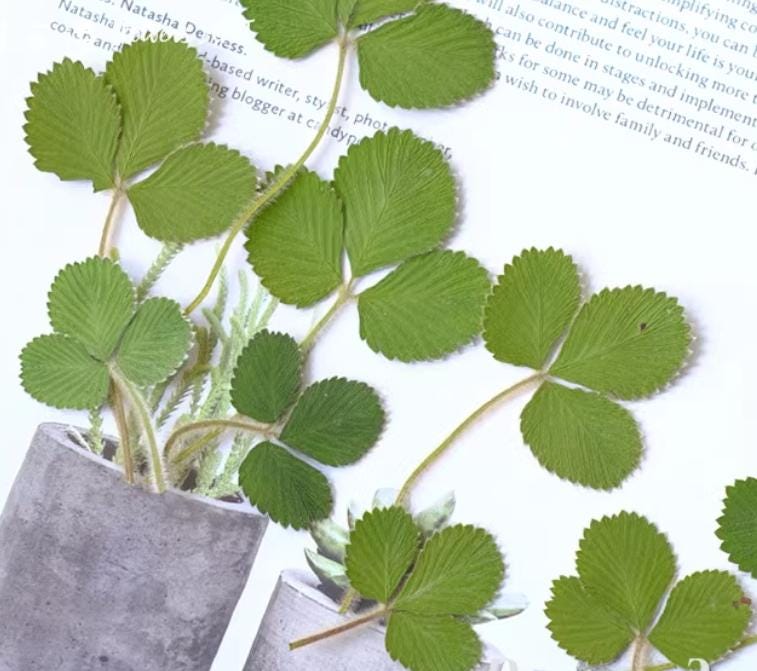Pressed Strawberry Leaves: Real Green Foliage, Floral Craft (6 PCS/Pack)