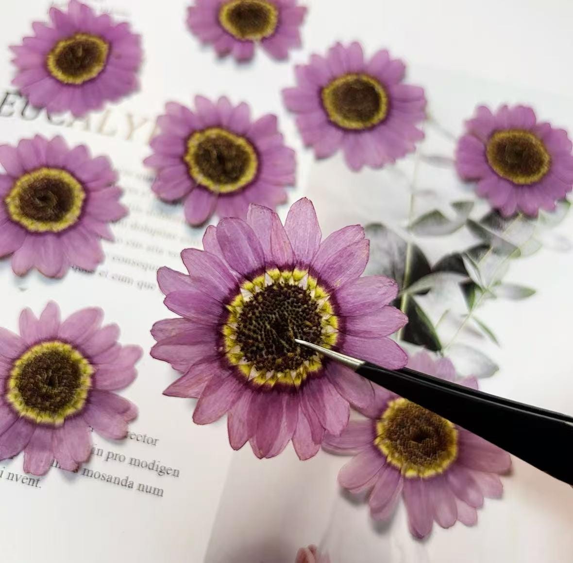 Purple Asteranae Pressed Flowers: 8 PCS Dried Flowers Pressed dry flowers
