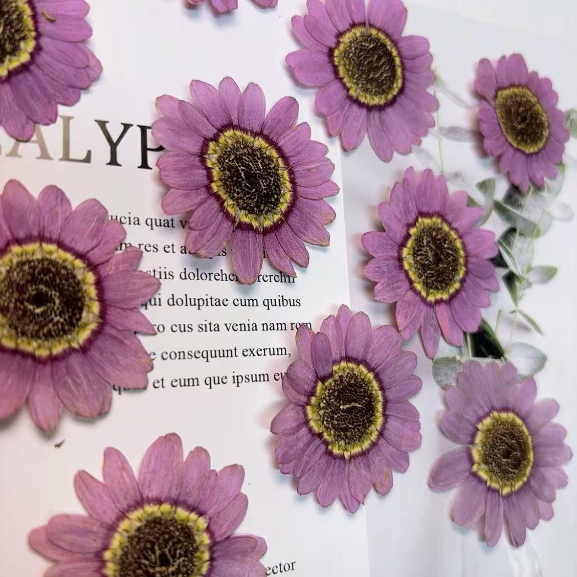 Purple Asteranae Pressed Flowers: 8 PCS Dried Flowers Pressed dry flowers