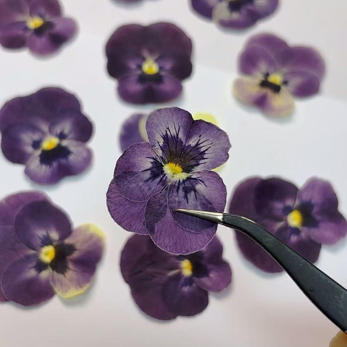 Bulk pressed flower,8 PCS/Pack,dried flat flower packs,pressed flower,purple Pansy Dried flower,Dried flower,Dry flower