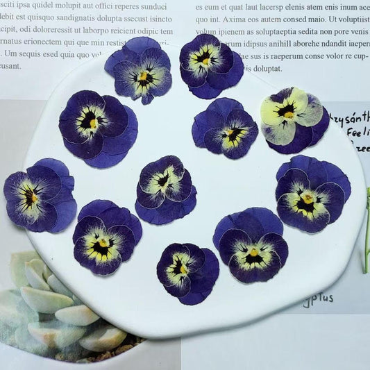 Pressed Blue Purple Pansy Flowers - 8 PCS Flat Dried Flowers