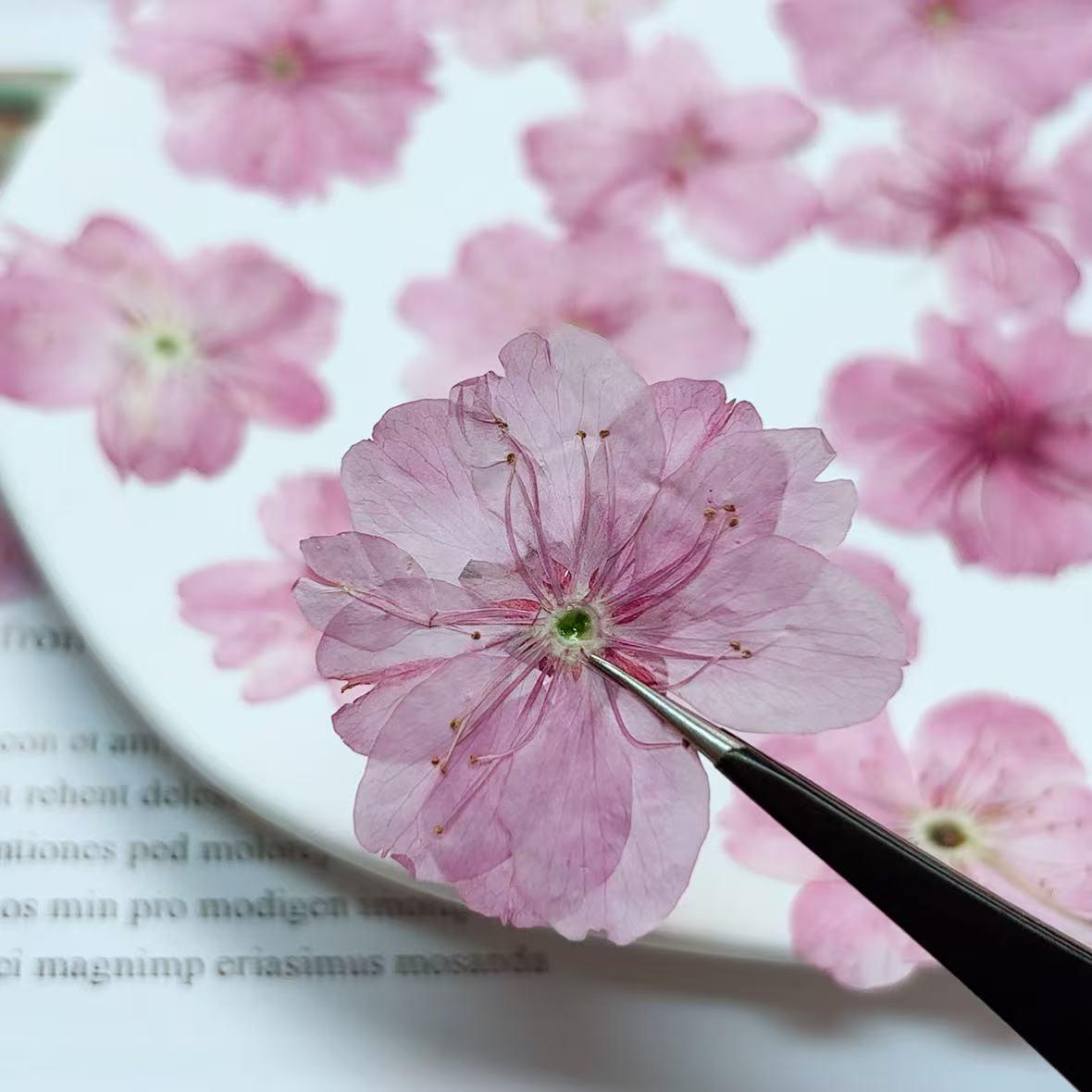 Cherry blossoms Pressed Flowers (3-4cm) 12 PCS/Pack,light pink Real Dried Flowers,Bulk pressed flower Floral,pink dry flowers,Pressed flower