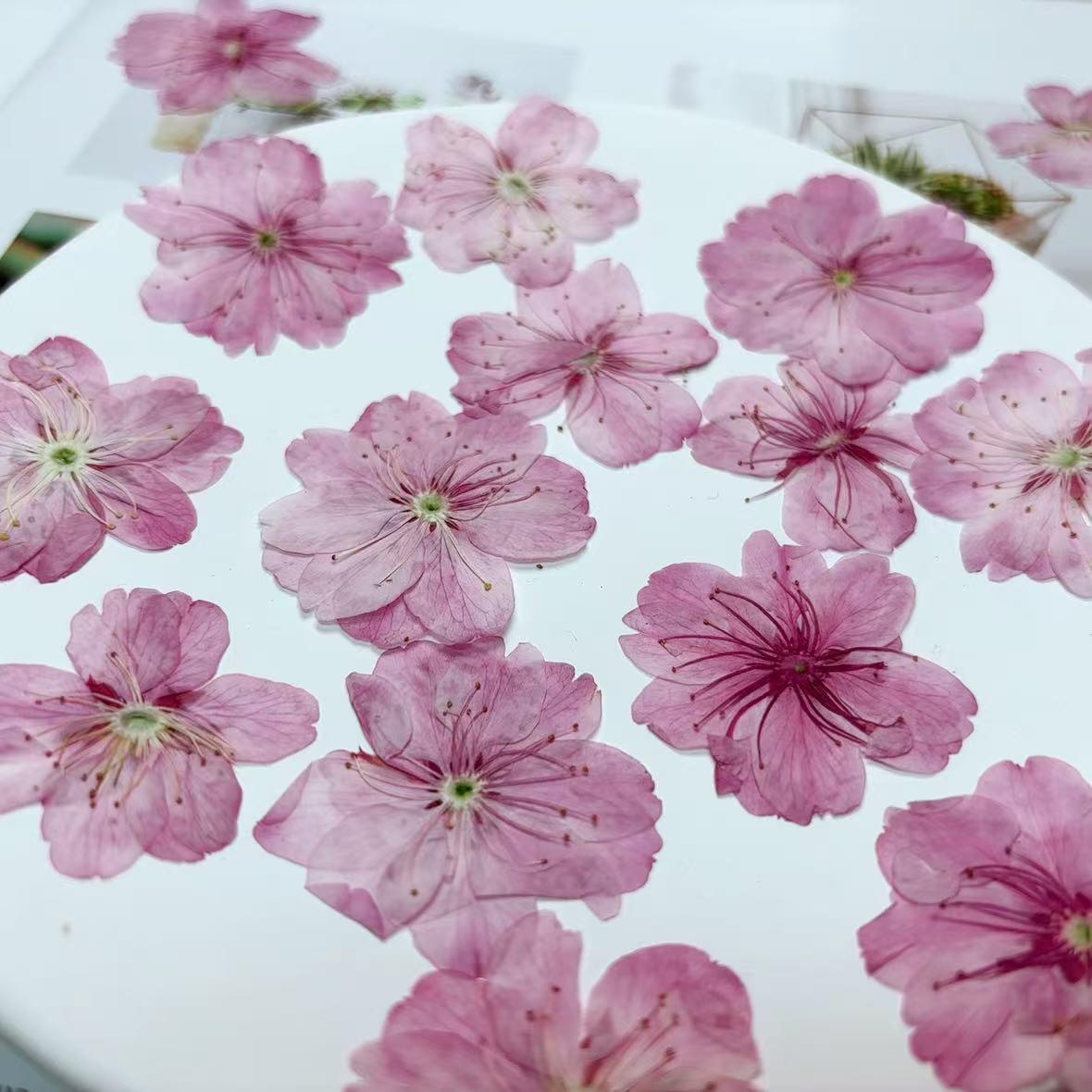 Cherry blossoms Pressed Flowers (3-4cm) 12 PCS/Pack,light pink Real Dried Flowers,Bulk pressed flower Floral,pink dry flowers,Pressed flower