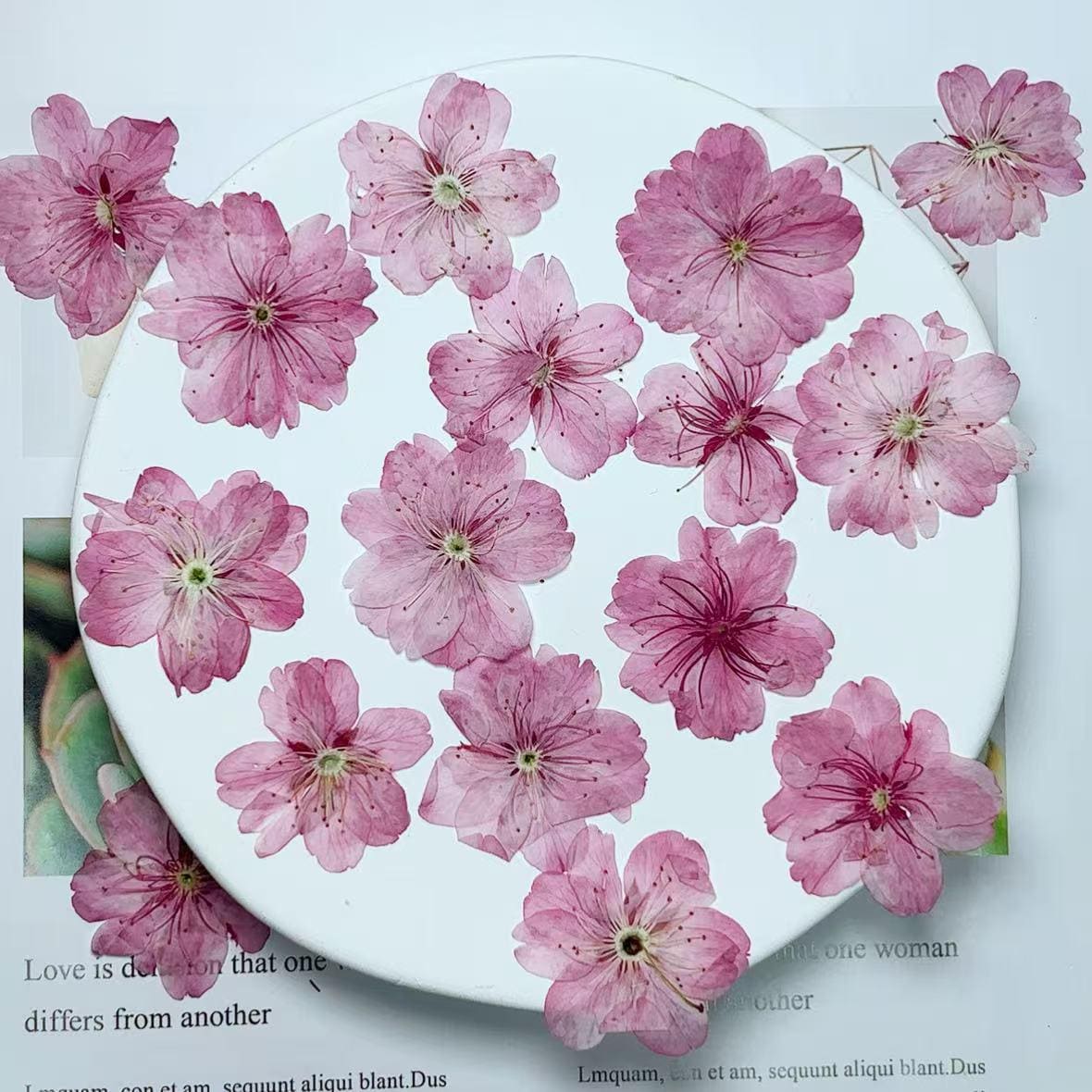 Cherry blossoms Pressed Flowers (3-4cm) 12 PCS/Pack,light pink Real Dried Flowers,Bulk pressed flower Floral,pink dry flowers,Pressed flower