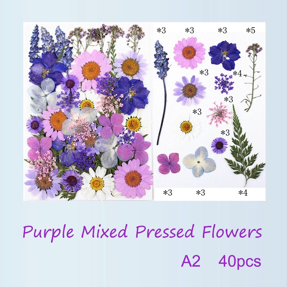 Purple Pressed Flowers: Mixed Dried Flowers for Crafts