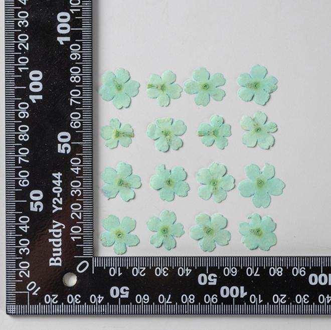 Pressed Verbena Flowers: Blue, Purple, Pink, Red, Yellow (12 PCS/PACK)