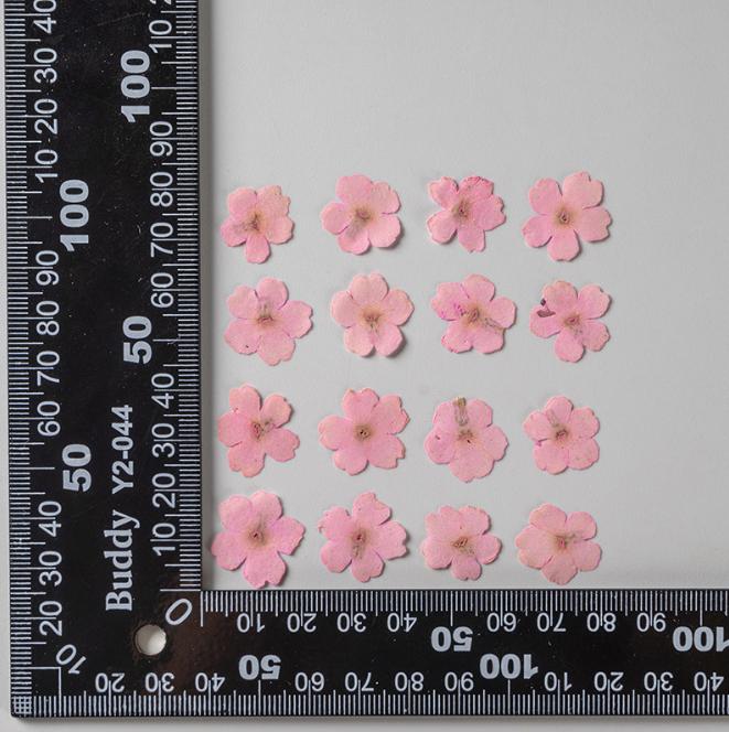 Pressed Verbena Flowers: Blue, Purple, Pink, Red, Yellow (12 PCS/PACK)