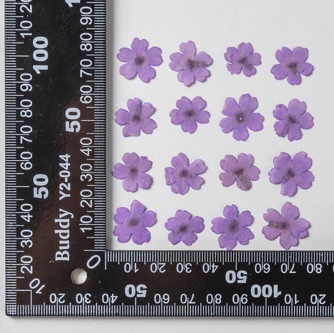 Pressed Verbena Flowers: Blue, Purple, Pink, Red, Yellow (12 PCS/PACK)