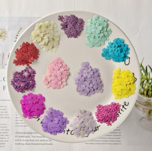 Pressed Verbena Flowers: Blue, Purple, Pink, Red, Yellow (12 PCS/PACK)