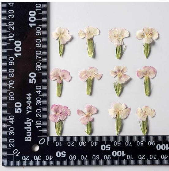 Pressed Flowers,Rainbow Pressed Flowers 12 PCS/Pack,Dried flower Flower,Dry Flat Rice Rainbow carnations Flower Preserved Wild Dried flower