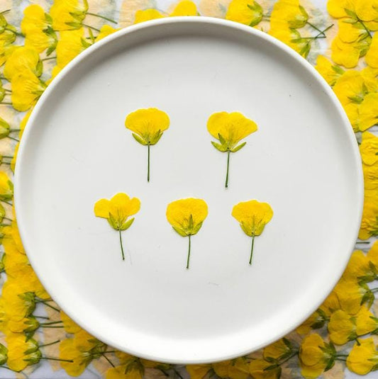 Yellow Pressed Canola Flowers: Real Dried Flowers, 12 Pcs