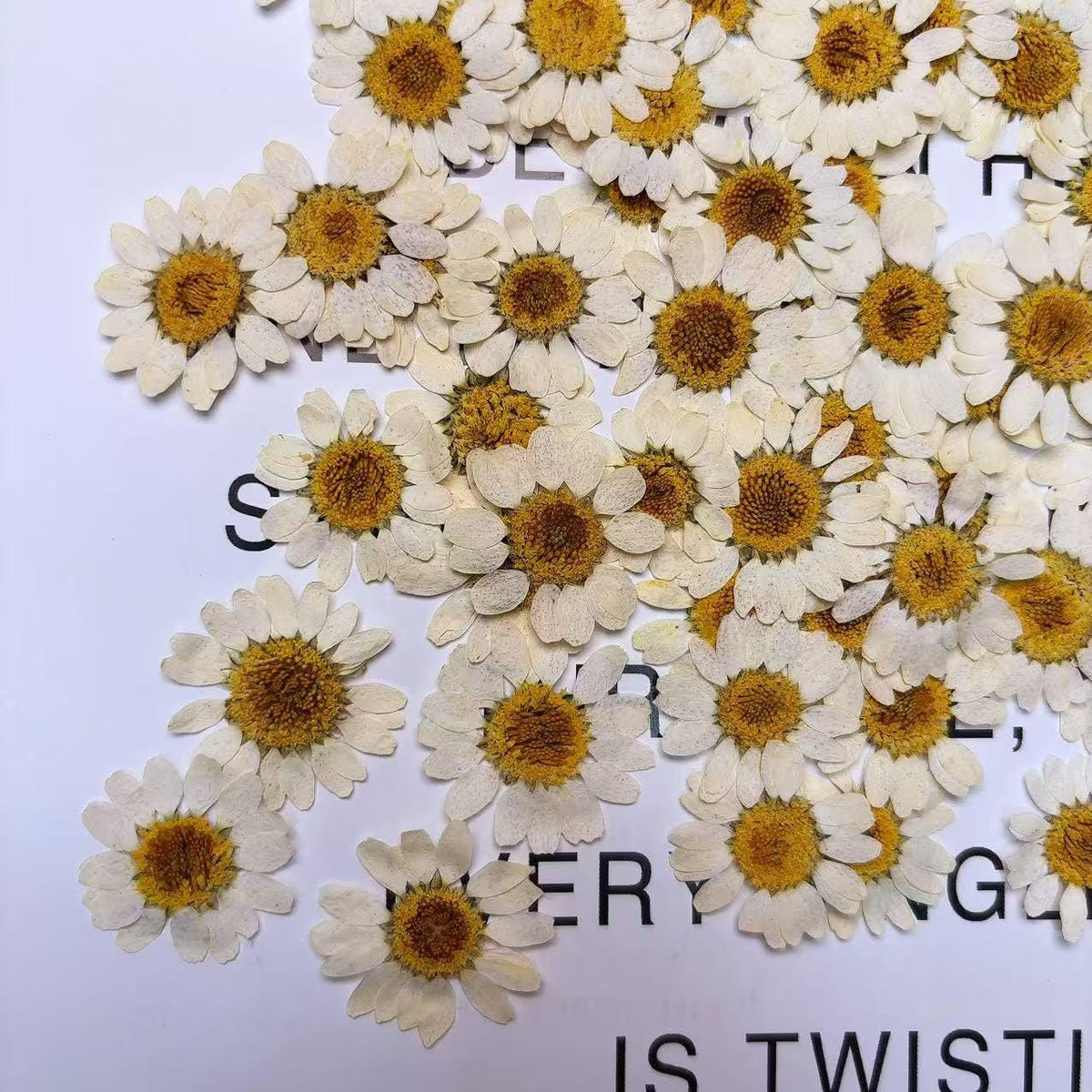 Pressed Daisy brown 12pcs/pack small Dry Flower Preserved Light brown Daisies Dried Flat Wild flowers