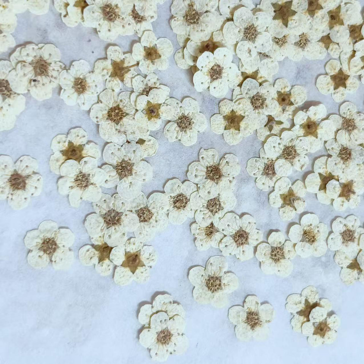 Pressed flowers,Off white pressed flowers,20 PCS/Pack, Small Nail Dried Flower, Off white Dried flower,Small Narcissus flower（0.5-0.8cm)