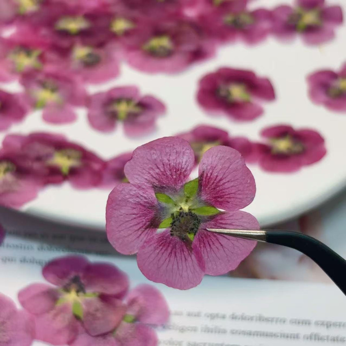Pink purple Pressed flowers,12 PCS/Pack dried Pressed flowers,dried flower,deep pink Dried Pressed flowers ,pink Holiday gifts(2-3cm)