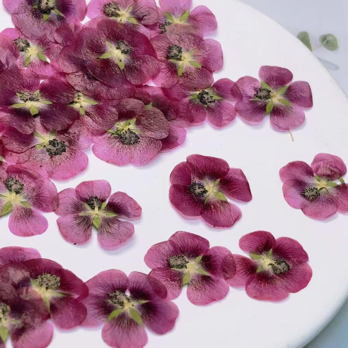 Pink purple Pressed flowers,12 PCS/Pack dried Pressed flowers,dried flower,deep pink Dried Pressed flowers ,pink Holiday gifts(2-3cm)
