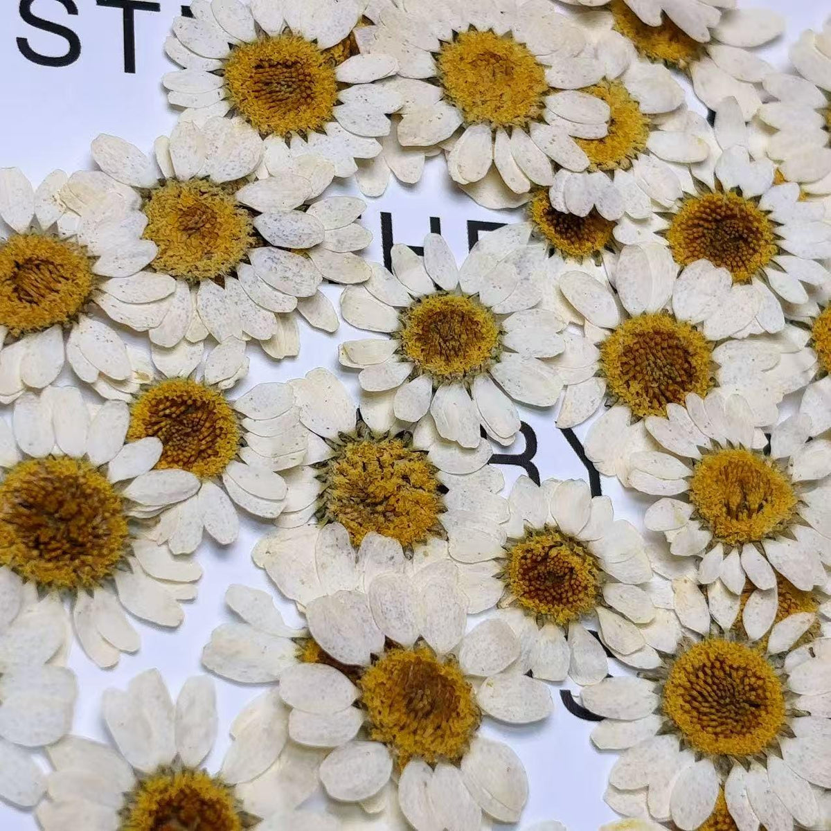 Pressed Daisy brown 12pcs/pack small Dry Flower Preserved Light brown Daisies Dried Flat Wild flowers