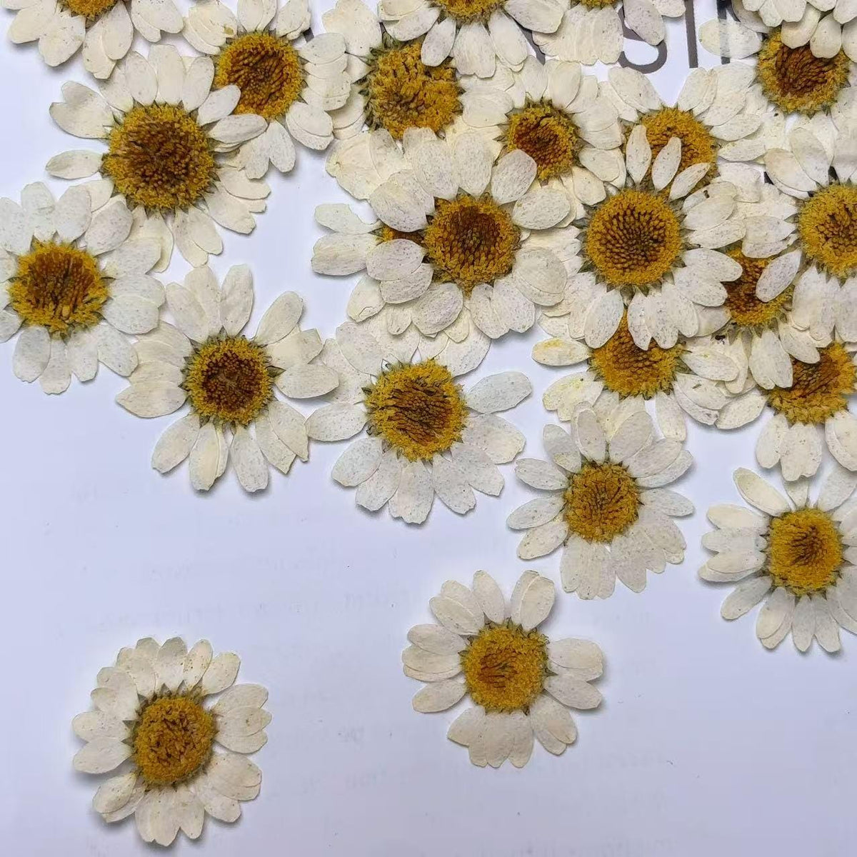 Pressed Daisy brown 12pcs/pack small Dry Flower Preserved Light brown Daisies Dried Flat Wild flowers