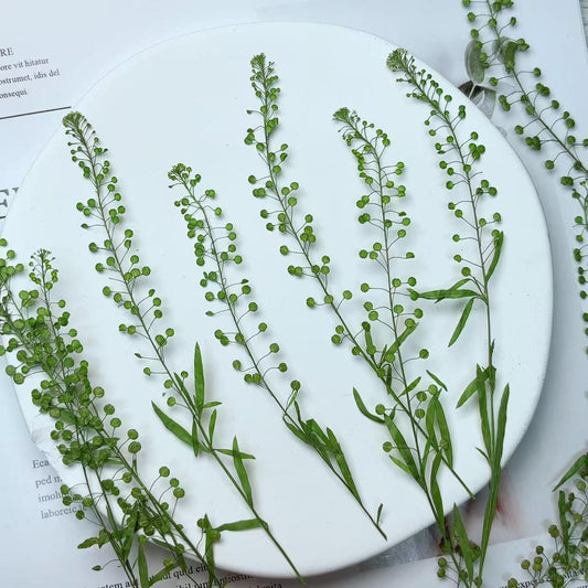 Real Pressed Garden Cress Leaves: Floral Greenery (12PCS)Pressed dry flowers