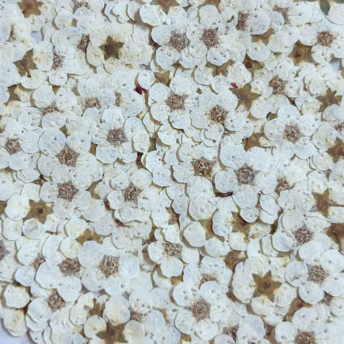 Pressed flowers,Off white pressed flowers,20 PCS/Pack, Small Nail Dried Flower, Off white Dried flower,Small Narcissus flower（0.5-0.8cm)