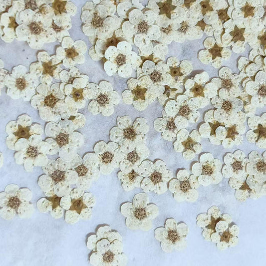 Pressed flowers,Off white pressed flowers,20 PCS/Pack, Small Nail Dried Flower, Off white Dried flower,Small Narcissus flower（0.5-0.8cm)