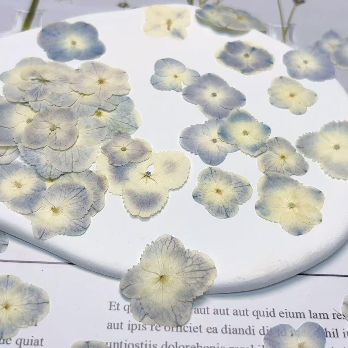 Pressed Hydrangea Flowers: Light Blue & White Peacock, 12 PCS
