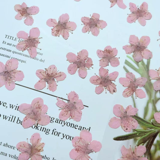 Pink Plum Blossom Pressed Flowers - Resin Art Embellishments (10 PCS/PACK)