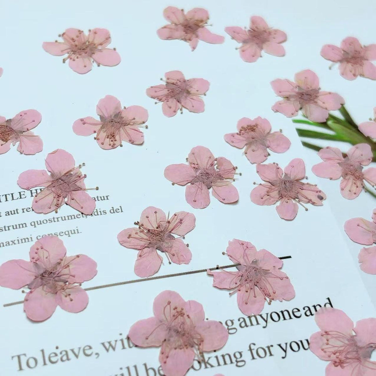 Pink Plum Blossom Pressed Flowers - Resin Art Embellishments (10 PCS/PACK)