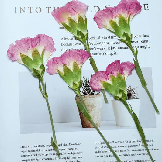Pressed flowers,Carnation stems dry,half Carnation 6 PCS/pack,dry Pressed flowers,deep pink Dried Pressed flower,Carnation flower