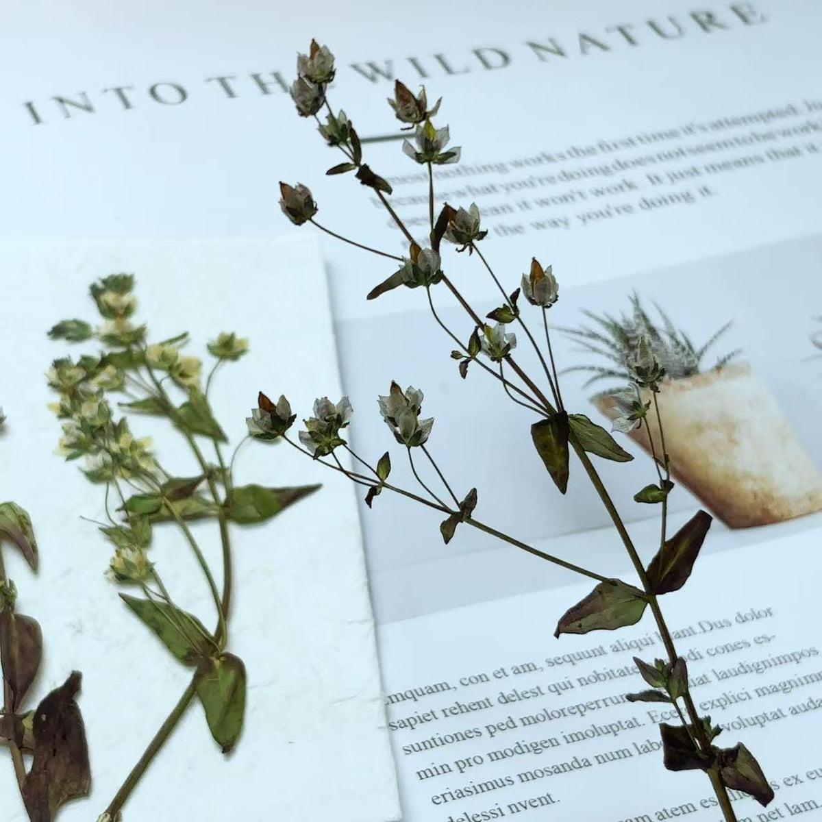 Pressed Light Blue & Yellow Flowers: 8PCS Dried Flower Petal Set Pressed dry flowers