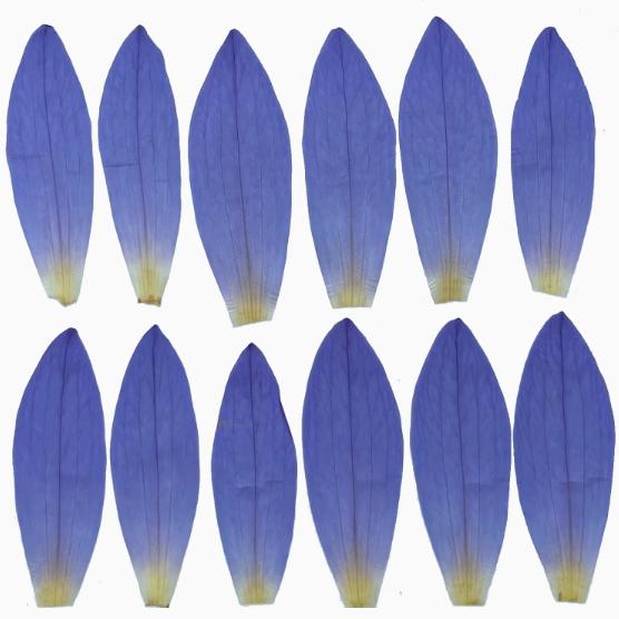 Pressed flowers,6 PCS /Pack dried Pressed flowers,Pressed blue purple cornflower,Flat Flowers Natural Preserved Dry Flower Stems