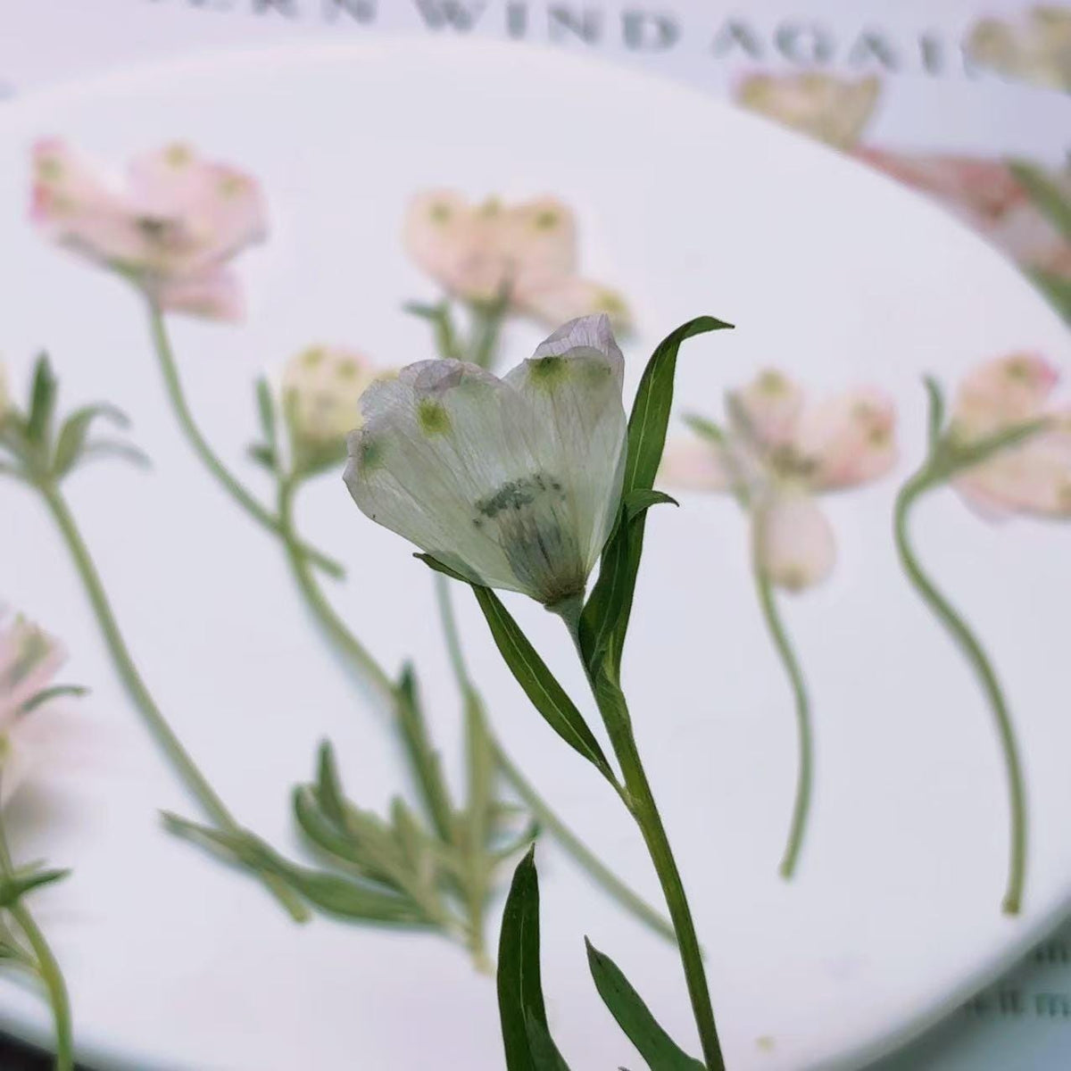 Pressed flowers,Light Pink Pressed flowers,dry flower stems,6 PCS/pack,dry Pressed flowers,dried flower,Pink Dried Pressed flower