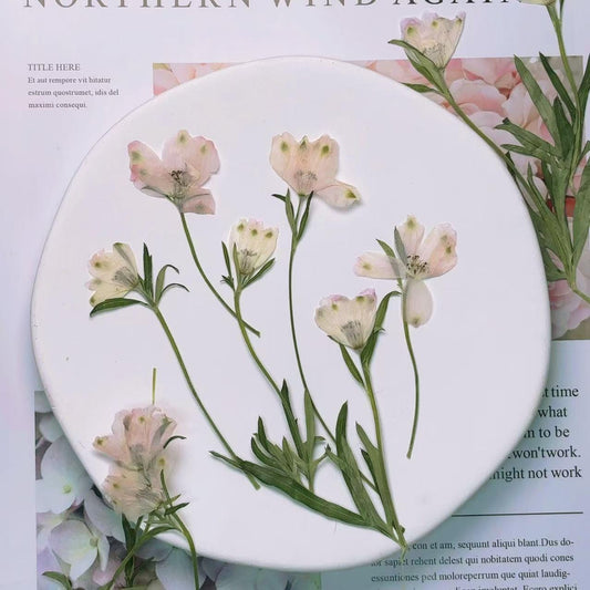 Pressed flowers,Light Pink Pressed flowers,dry flower stems,6 PCS/pack,dry Pressed flowers,dried flower,Pink Dried Pressed flower