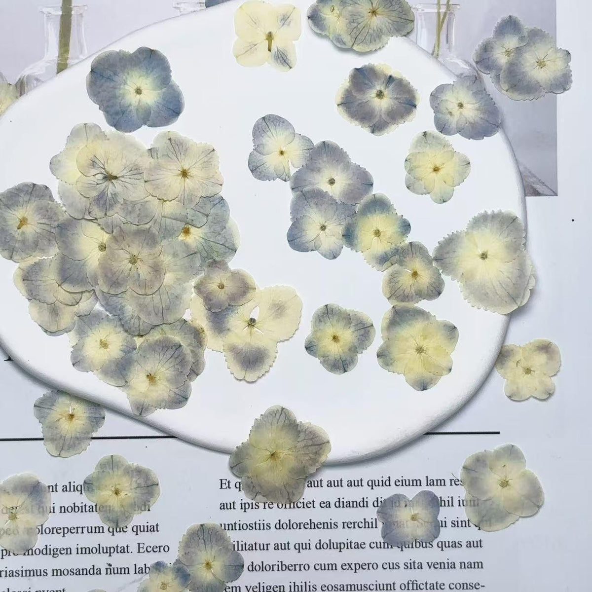 Pressed Hydrangea Flowers: Light Blue & White Peacock, 12 PCS
