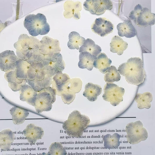 Pressed Hydrangea Flowers: Light Blue & White Peacock, 12 PCS