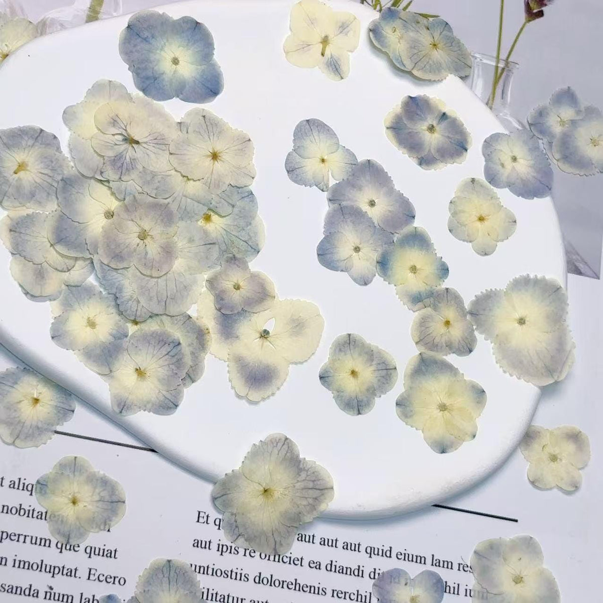 Pressed Hydrangea Flowers: Light Blue & White Peacock, 12 PCS