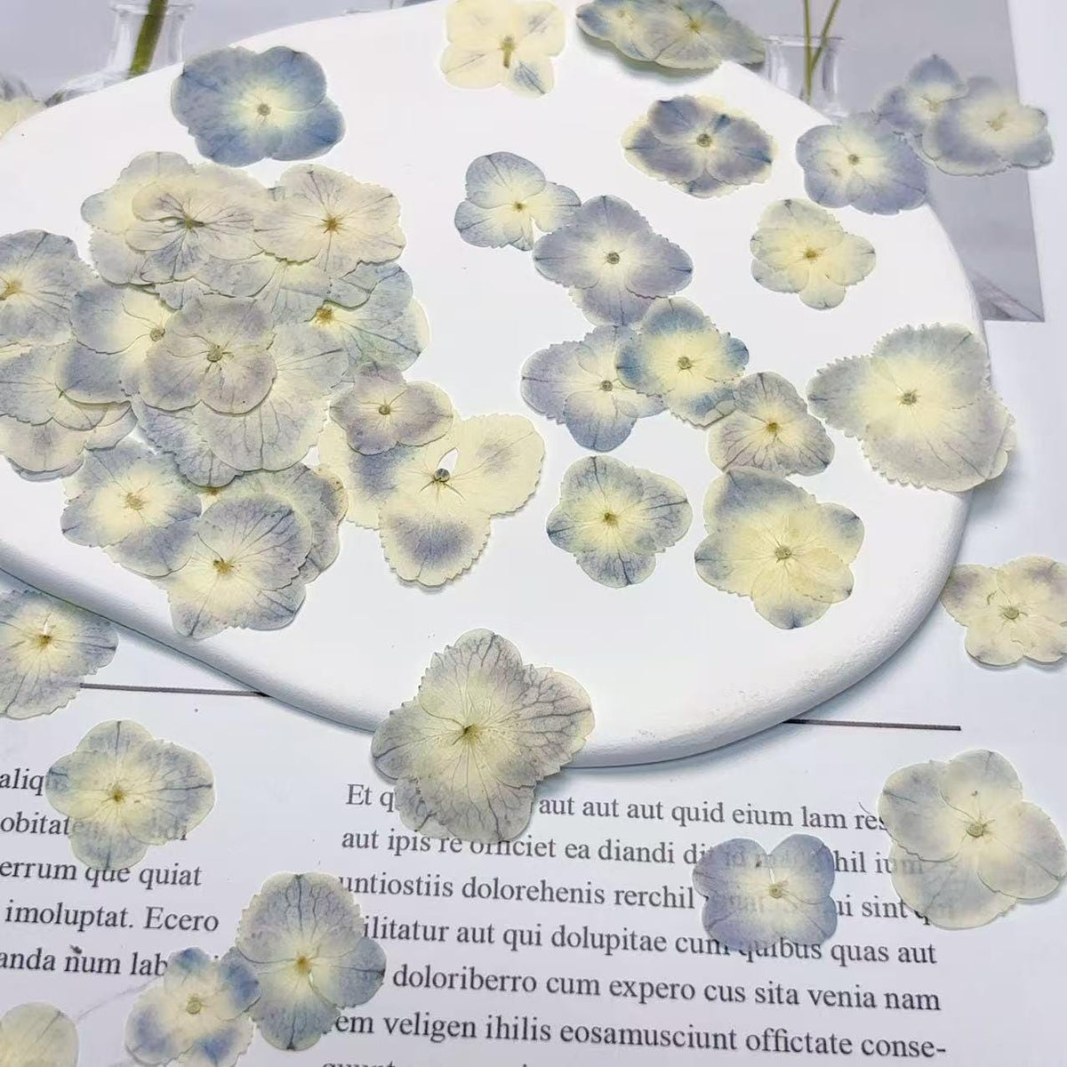 Pressed Hydrangea Flowers: Light Blue & White Peacock, 12 PCS