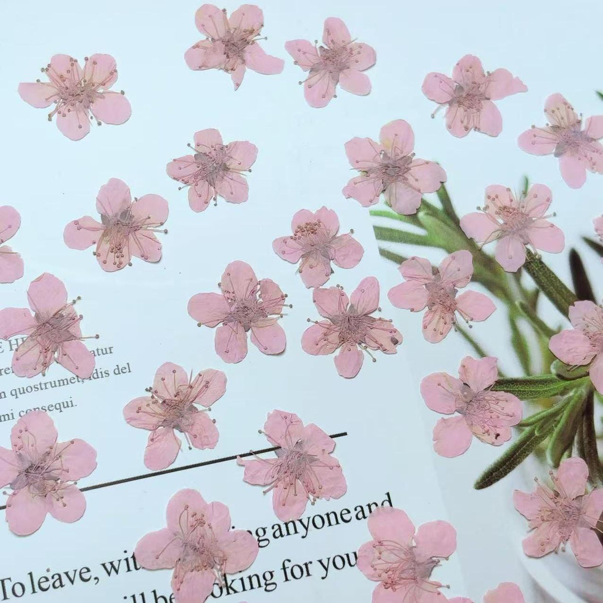 Pink Plum Blossom Pressed Flowers - Resin Art Embellishments (10 PCS/PACK)