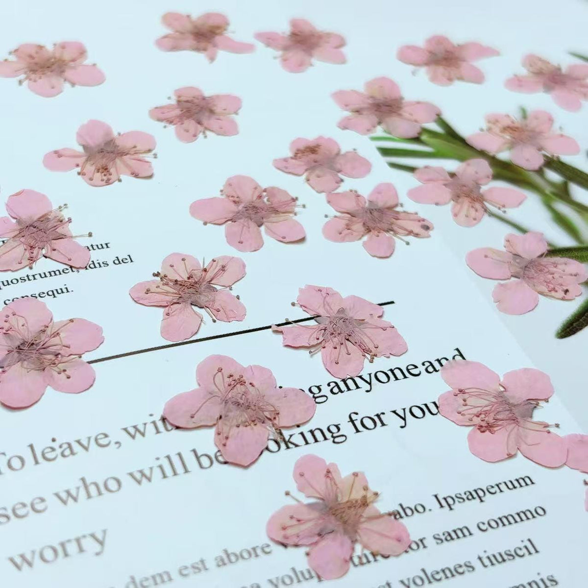 Pink Plum Blossom Pressed Flowers - Resin Art Embellishments (10 PCS/PACK)
