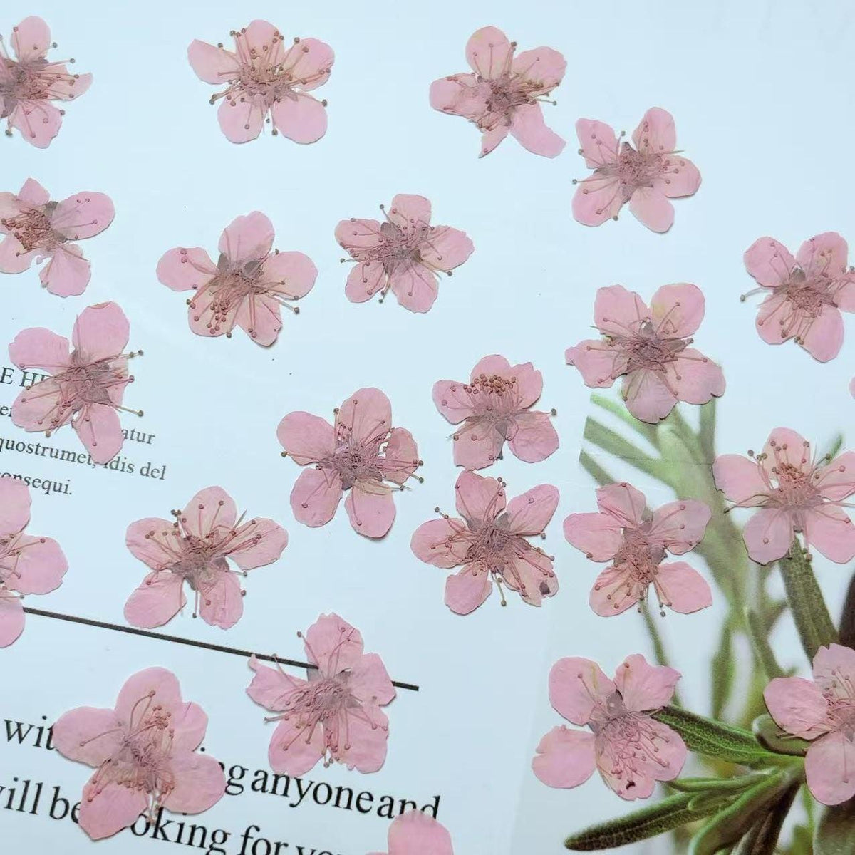 Pink Plum Blossom Pressed Flowers - Resin Art Embellishments (10 PCS/PACK)