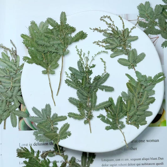 Dried Olive Leaves: Pressed Botanicals, Village Craft Decor (6PCS/Pack, 6-8cm