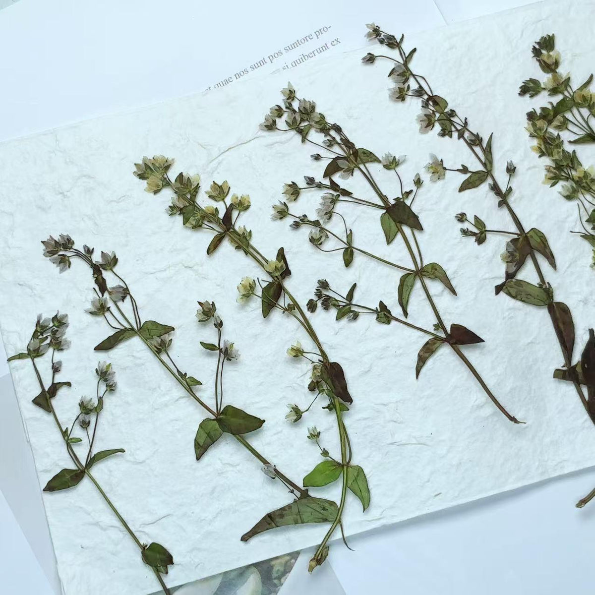 Pressed Light Blue & Yellow Flowers: 8PCS Dried Flower Petal Set Pressed dry flowers