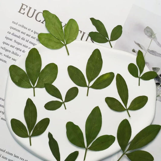 Pressed flowers for resin 12 PCS/Pack,Yingchun Leaf Pressed Leaves,Dried Pressed Flower Green Dry leaf, Green leaf,dry flower for resin