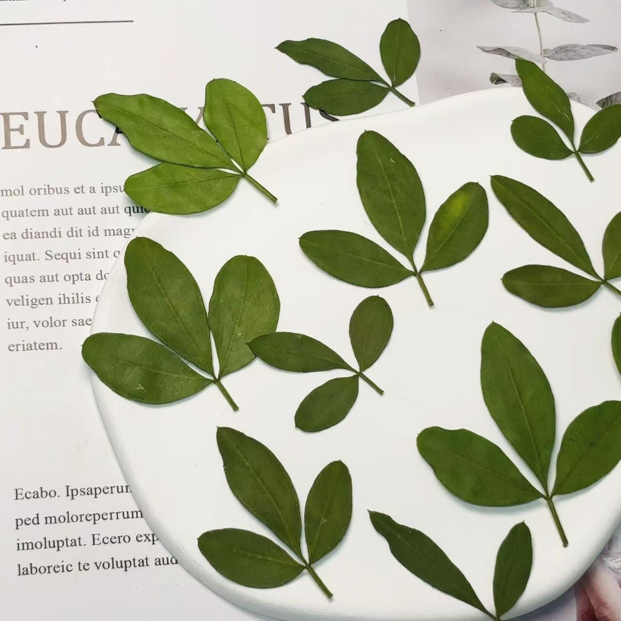 Pressed flowers for resin 12 PCS/Pack,Yingchun Leaf Pressed Leaves,Dried Pressed Flower Green Dry leaf, Green leaf,dry flower for resin