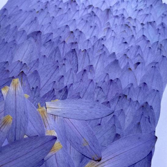 Pressed flowers,6 PCS /Pack dried Pressed flowers,Pressed blue purple cornflower,Flat Flowers Natural Preserved Dry Flower Stems