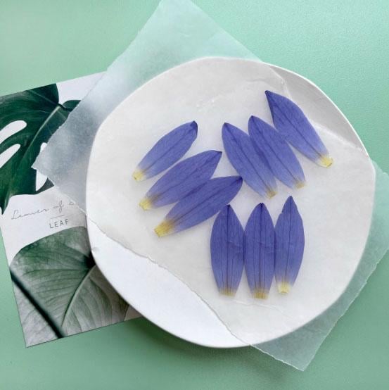 Pressed flowers,6 PCS /Pack dried Pressed flowers,Pressed blue purple cornflower,Flat Flowers Natural Preserved Dry Flower Stems